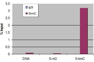 Chromatin Immunoprecipitation (ChIP) image for anti-5-Hydroxymethylcytosine (5-hmC) antibody (ABIN2668981) (5-Hydroxymethylcytosine Antikörper)