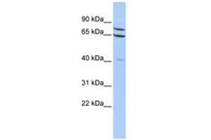 Image no. 1 for anti-Zinc Finger Protein 471 (ZNF471) (AA 144-193) antibody (ABIN6740453) (ZNF471 Antikörper  (AA 144-193))
