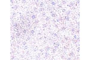 Immunohistochemistry of PLXDC1 in mouse liver tissue with PLXDC1 polyclonal antibody  at 2. (PLXDC1 Antikörper  (C-Term))