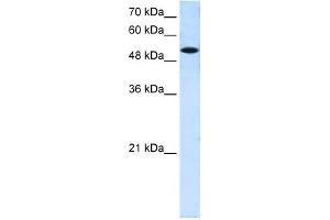 SLC25A25 antibody used at 0. (SLC25A25 Antikörper)