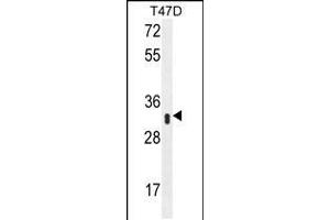 Western blot analysis in T47D cell line lysates (35ug/lane). (IFI35 Antikörper  (N-Term))