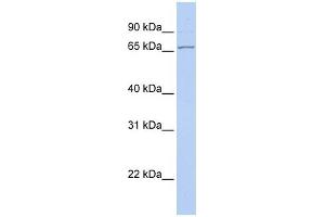 DNAJC1 antibody used at 1 ug/ml to detect target protein. (DNAJC1 Antikörper)