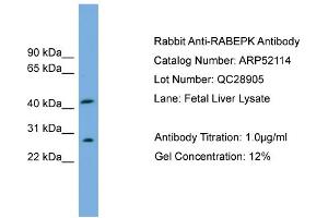 WB Suggested Anti-RABEPK  Antibody Titration: 0. (RABEPK Antikörper  (N-Term))