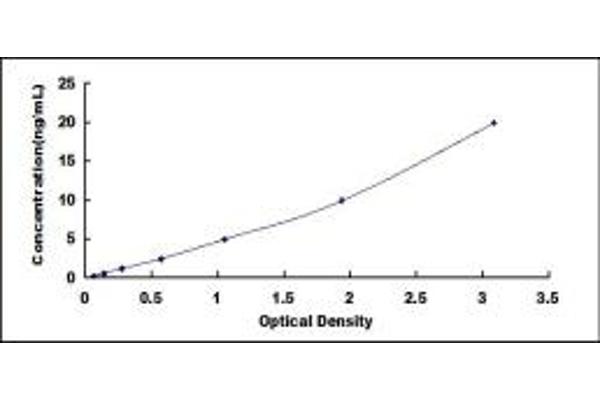 ACTN2 ELISA Kit