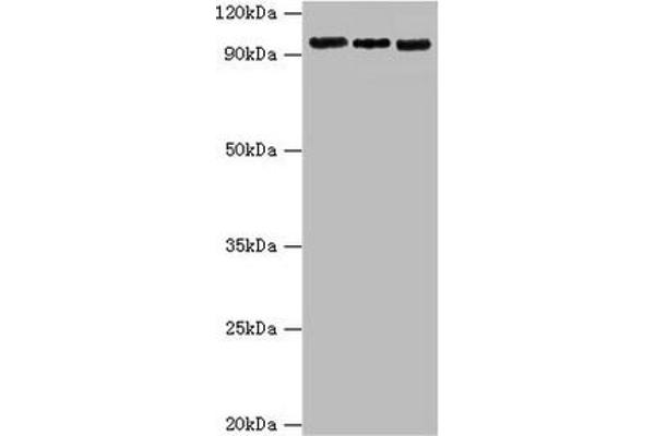 CLOCK antibody  (AA 577-846)