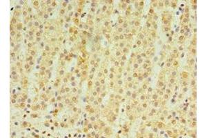 Immunohistochemistry of paraffin-embedded human adrenal gland tissue using ABIN7164415 at dilution of 1:100 (RNF212 Antikörper  (AA 1-297))