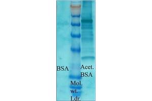 Image no. 1 for anti-Acetylated Lysine (acetylated) antibody (ABIN264880) (Acetylated Lysine Antikörper  (acetylated))