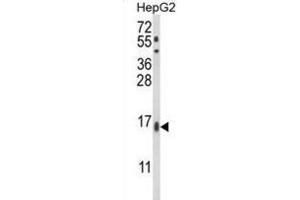 Western Blotting (WB) image for anti-Microsomal Glutathione S-Transferase 2 (MGST2) antibody (ABIN3003945)