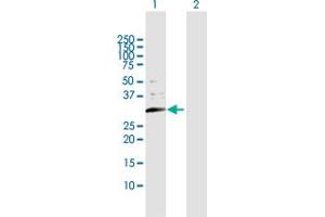 Western Blot analysis of USE1 expression in transfected 293T cell line by USE1 MaxPab polyclonal antibody. (UBE2Z Antikörper  (AA 1-259))