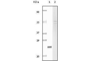 Western Blot showing fibulin5 antibody used against truncated fibulin5 recombinant protein (1) and Hela cell lysate (2). (Fibulin 5 Antikörper)