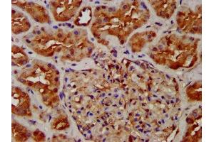 IHC image of ABIN7162085 diluted at 1:300 and staining in paraffin-embedded human kidney tissue performed on a Leica BondTM system. (NUMBL Antikörper  (AA 447-576))