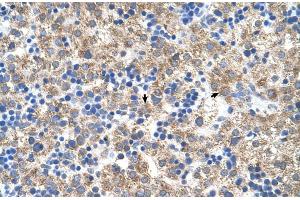 Immunohistochemistry (IHC) image for anti-Nuclear Receptor Subfamily 1, Group I, Member 3 (NR1I3) (N-Term) antibody (ABIN2782285)