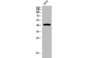 Western Blot analysis of 293T cells using G2A Polyclonal Antibody (G Protein-Coupled Receptor 132 Antikörper  (C-Term))