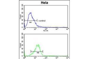 Flow cytometric analysis of Hela cells (bottom histogram) compared to a negative control cell (top histogram). (CYP7B1 Antikörper  (AA 252-281))