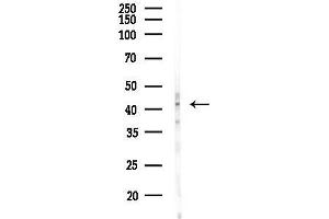 anti-Transcription Factor 7 (T-Cell Specific, HMG-Box) (TCF7) (N-Term) antibody