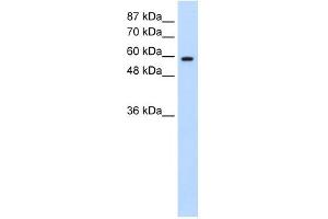 DAZ2 antibody used at 0. (DAZ2 Antikörper  (N-Term))