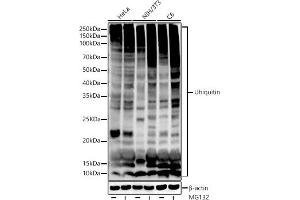 Western blot analysis of extracts of various cell lines, using Ubiquitin antibody (ABIN7271129) at 1:1000 dilution. (Ubiquitin B Antikörper)