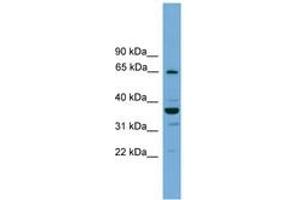 Image no. 1 for anti-TH1-Like (TH1L) (AA 44-93) antibody (ABIN6745217) (TH1-Like Antikörper  (AA 44-93))