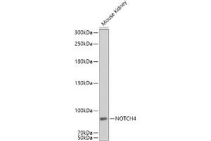 Western blot analysis of extracts of Mouse kidney using NOTCH4 Polyclonal Antibody at dilution of 1:1000. (NOTCH4 Antikörper)