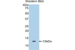 Detection of Recombinant SFRP4, Human using Polyclonal Antibody to Secreted Frizzled Related Protein 4 (SFRP4) (SFRP4 Antikörper  (AA 265-346))