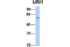 Host:  Rabbit  Target Name:  URI1  Sample Type:  HepG2  Antibody Dilution:  1. (URI1 Antikörper  (Middle Region))