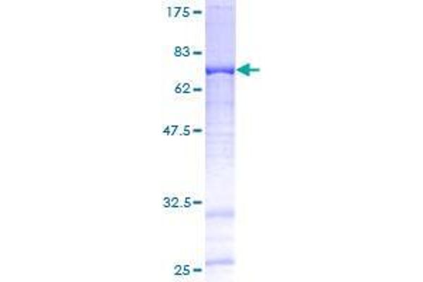 FAM110B Protein (AA 1-370) (GST tag)