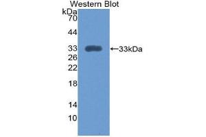 Western Blotting (WB) image for anti-Integrin alpha 1 (ITGA1) (AA 103-368) antibody (ABIN1868764)