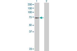 Lane 1: PTGS1 transfected lysate ( 68. (PTGS1 293T Cell Transient Overexpression Lysate(Denatured))