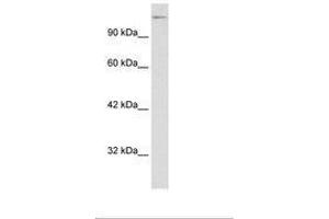Image no. 3 for anti-Transcription Elongation Factor SPT5 (SUPT5H) (AA 892-941) antibody (ABIN6735860) (SUPT5H Antikörper  (AA 892-941))