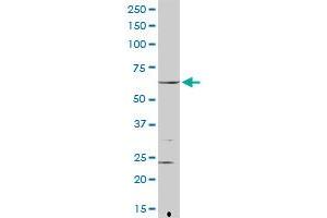 FANCG MaxPab rabbit polyclonal antibody. (FANCG Antikörper  (AA 1-622))