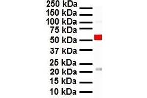 Western Blotting (WB) image for anti-Cbp/p300-Interacting Transactivator, with Glu/Asp-Rich Carboxy-terminal Domain, 1 (CITED1) (Middle Region) antibody (ABIN2777537)