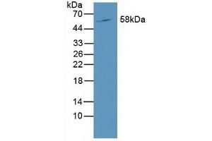 Detection of RORg in Mouse Liver Tissue using Polyclonal Antibody to RAR Related Orphan Receptor Gamma (RORg) (RORC Antikörper  (AA 212-461))