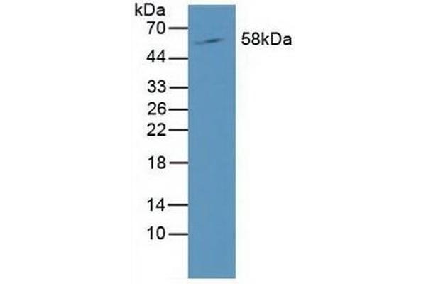 RORC anticorps  (AA 212-461)