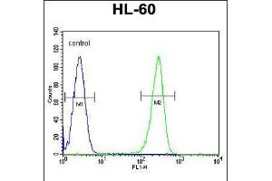Flow cytometric analysis of HL-60 cells (right histogram) compared to a negative control cell (left histogram). (OR2W3 Antikörper  (C-Term))