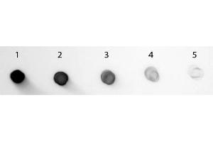 Dot Blot of Goat anti-Guinea Pig IgG Fc Antibody Alkaline Phosphatase Conjugated. (Ziege anti-Meerschweinchen IgG (Fc Region) Antikörper (Alkaline Phosphatase (AP)) - Preadsorbed)