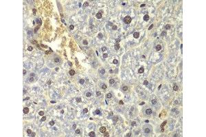Immunohistochemistry of paraffin-embedded Mouse liver using RPL5 Polyclonal Antibody at dilution of 1:200 (40x lens). (RPL5 Antikörper)
