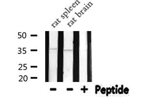 Western blot analysis of NEUROD1 expression in various lysates (NEUROD1 Antikörper  (N-Term))