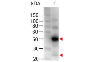 Western Blot of Chicken anti-Human IgG (H&L) Antibody Peroxidase Conjugated. (Huhn anti-Human IgG (Heavy & Light Chain) Antikörper (HRP))