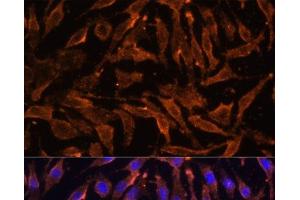 Immunofluorescence analysis of L929 cells using TNFRSF11A Polyclonal Antibody at dilution of 1:100 (40x lens). (TNFRSF11A Antikörper)
