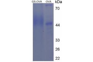 Image no. 2 for Gelsolin (GSN) (AA 655-666) peptide (Ovalbumin) (ABIN5666192) (Gelsolin (GSN) (AA 655-666) peptide (Ovalbumin))