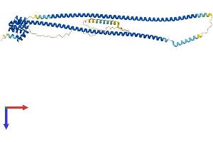 CARD9 Protein (AA 1-536) (His tag)