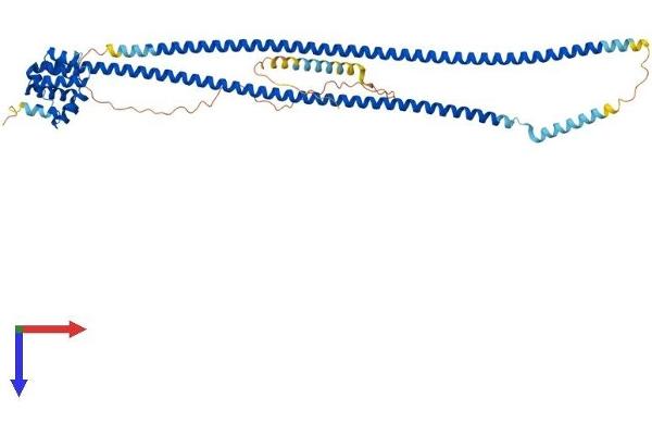 CARD9 Protein (AA 1-536) (His tag)