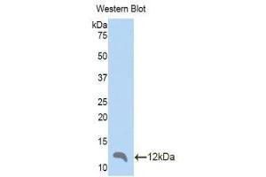Western Blotting (WB) image for anti-Chemokine (C-C Motif) Ligand 4 (CCL4) (AA 24-92) antibody (ABIN1859831) (CCL4 Antikörper  (AA 24-92))