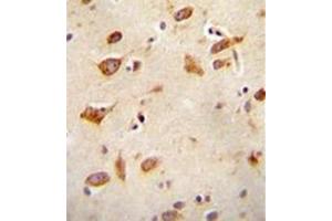 Formalin fixed and paraffin embedded human brain tissue reacted with GFRAL Antibody (C-term) followed by peroxidase conjugation of the secondary antibody and DAB staining. (GFRAL Antikörper  (C-Term))