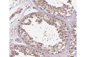 ABIN6266915 at 1/100 staining human testis tissue sections by IHC-P. (DDIT3 Antikörper  (N-Term))