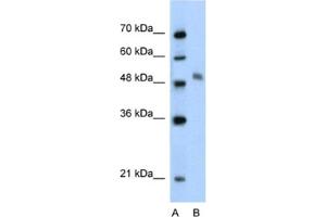 Western Blotting (WB) image for anti-Myb-Like Protein 1 (MYBL1) antibody (ABIN2460541) (MYBL1 Antikörper)