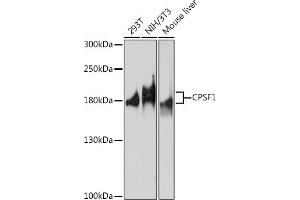 Western blot analysis of extracts of various cell lines, using CPSF1 antibody (ABIN7266411) at 1:1000 dilution.