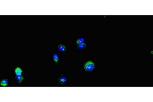 Immunofluorescent analysis of Hela cells using ABIN7150136 at dilution of 1:100 and Alexa Fluor 488-congugated AffiniPure Goat Anti-Rabbit IgG(H+L) (DDIT4L Antikörper  (AA 1-163))