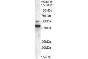 ABIN2561410 staining (0. (ZBTB24 Antikörper  (C-Term))
