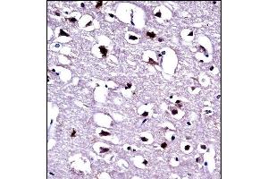EEF1A1 Antibody (C-term) ((ABIN390521 and ABIN2840873))immunohistochemistry analysis in formalin fixed and paraffin embedded human brain tissue followed by peroxidase conjugation of the secondary antibody and DAB staining. (eEF1A1 Antikörper  (C-Term))